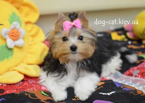 Чудесный шармовый щенок  бивер йорки малыш. Море энергии)