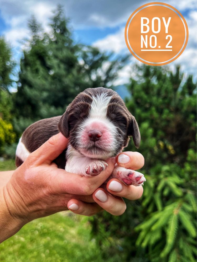 Springer spaniel angielski - piesek ZKwP