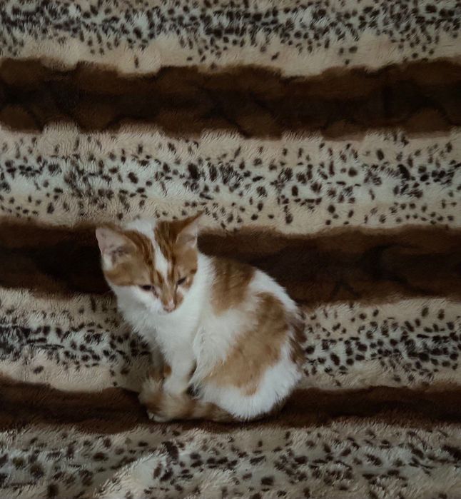 Віддамо котика, 5 місяців