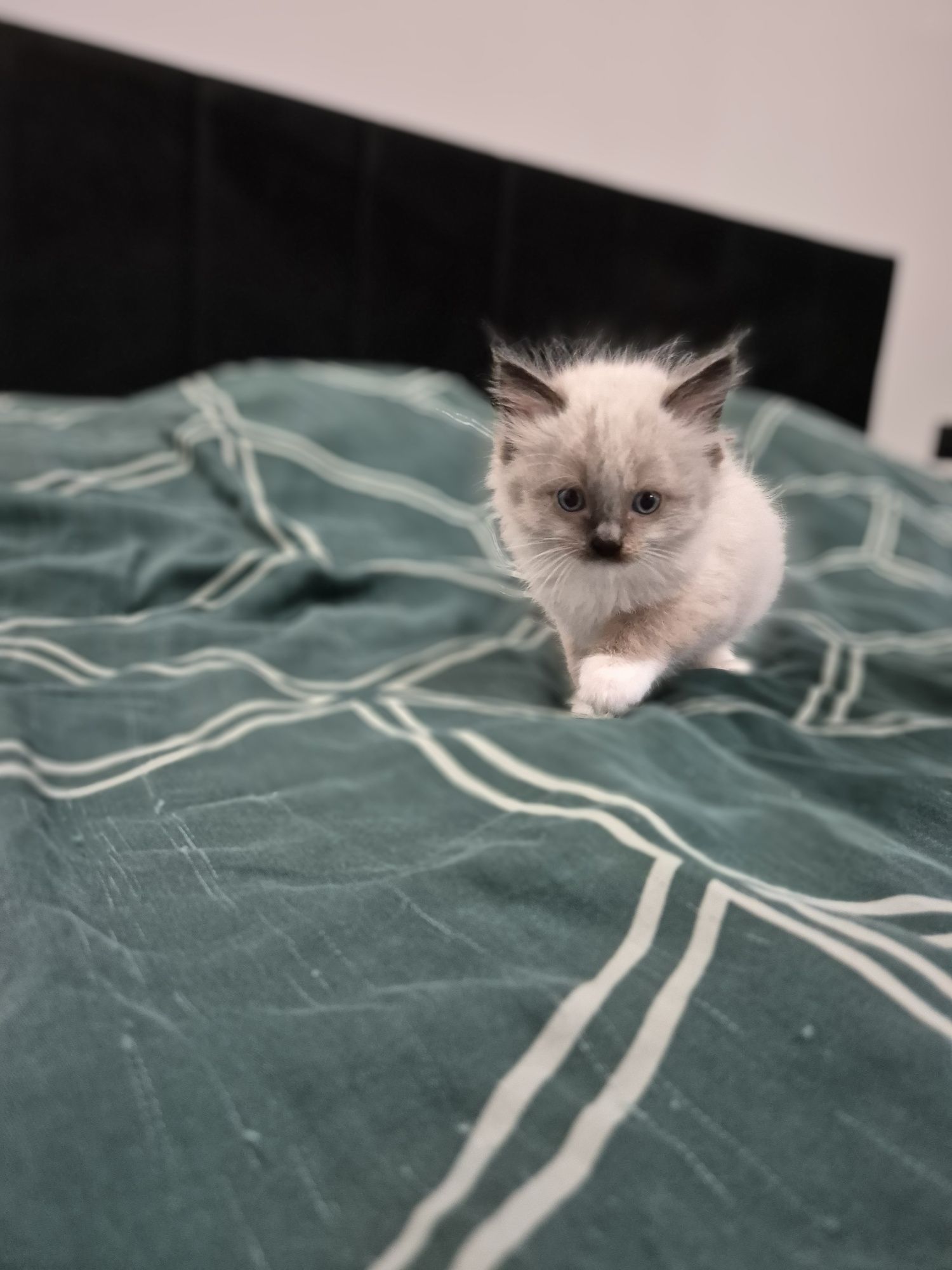 Kocurek ragdoll FPL seal mitted