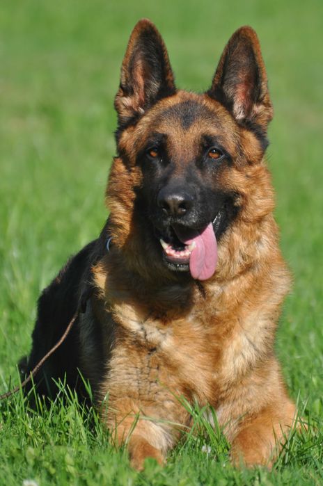 Owczarek  Niemiecki  InterChampion Reproduktor Krycie FCI/ZKWP