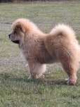 Chow chow. Suczka -szczeniak.