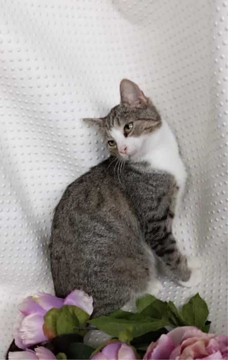 Uroczy Kocurek Tobi szuka domku