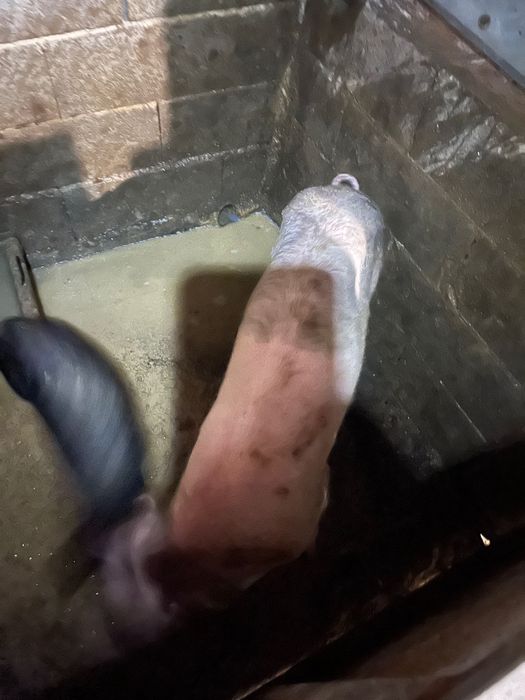 Vendo porco macho com cerca de 35 e 40 kg