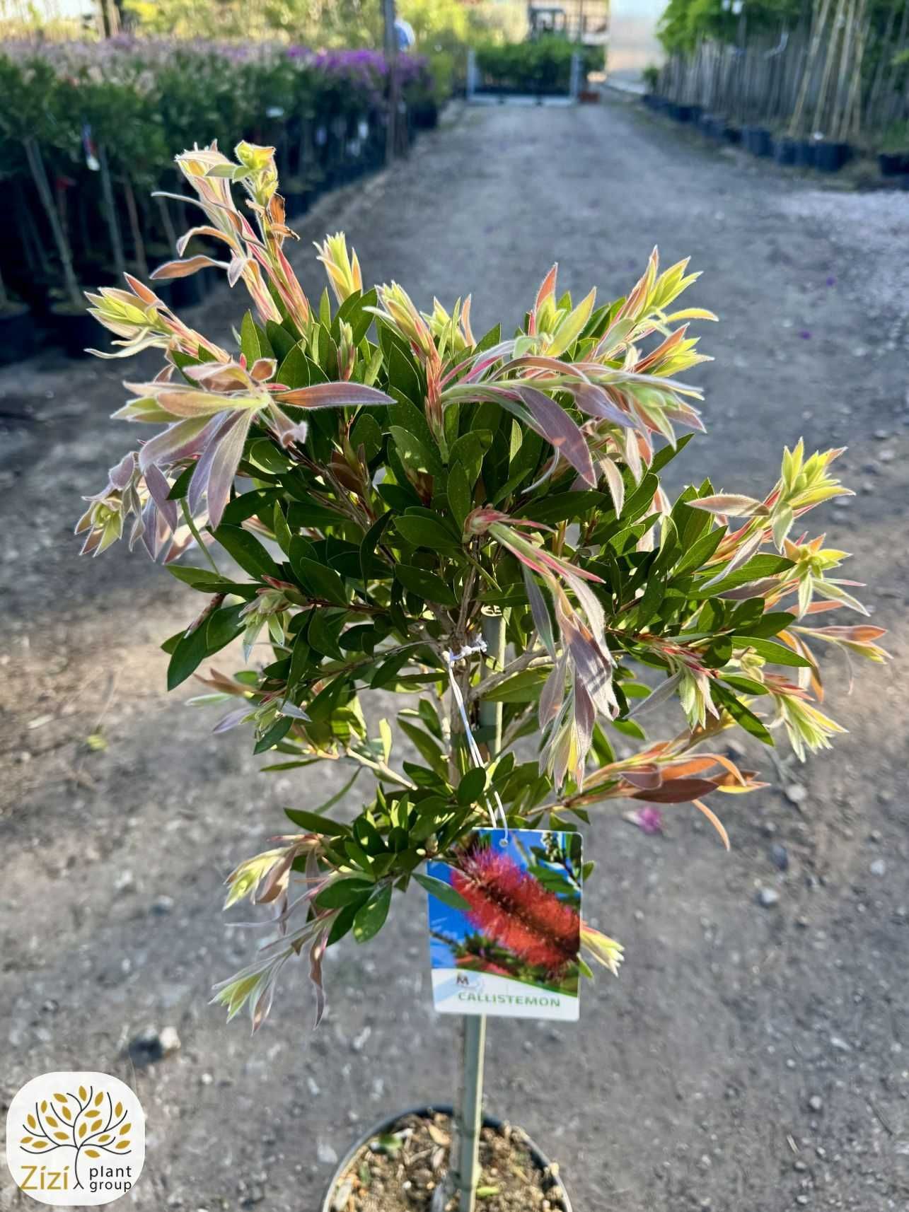 Callistemon 'Laevis', Kuflik, Ø30cm, pień 60cm, czerwone kwiaty
