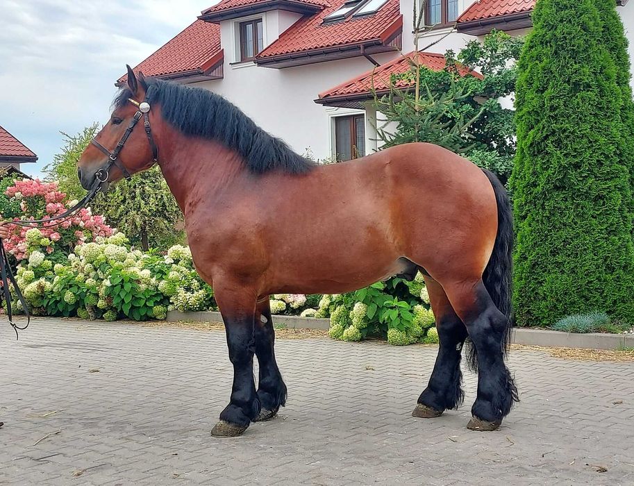 Sprzedam ogiera zimnokrwistego