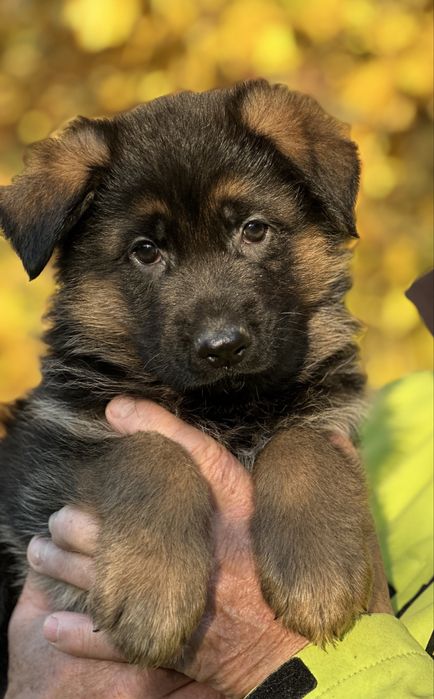 Owczarek Niemiecki Krótkowłosy – szczeniak