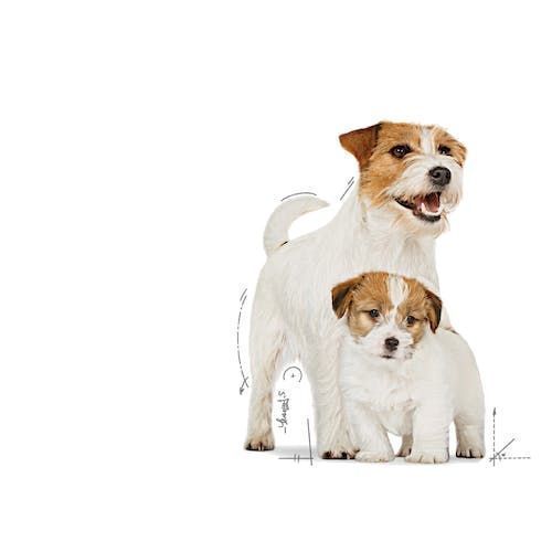 Royal Canin Karma Mokra Dla Suk W Czasie Ciąży i Szczeniąt Puszka 195G