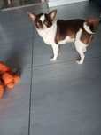 Chihuahua suczka