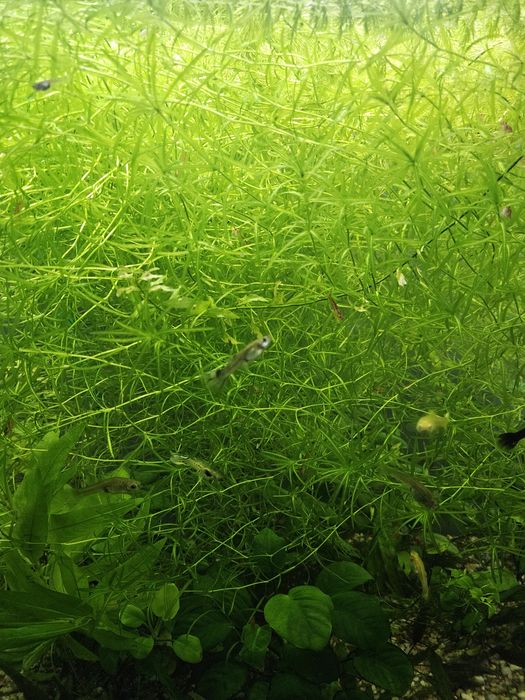 Plantas de aquário (40 Naja guadalupensis)