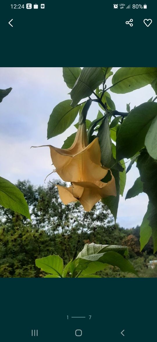 Datura,bielun żółta