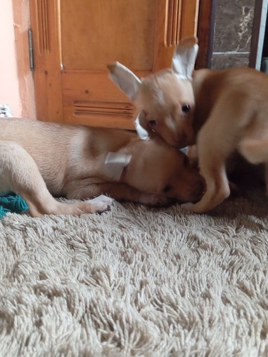 Стандарт чіхухахуа