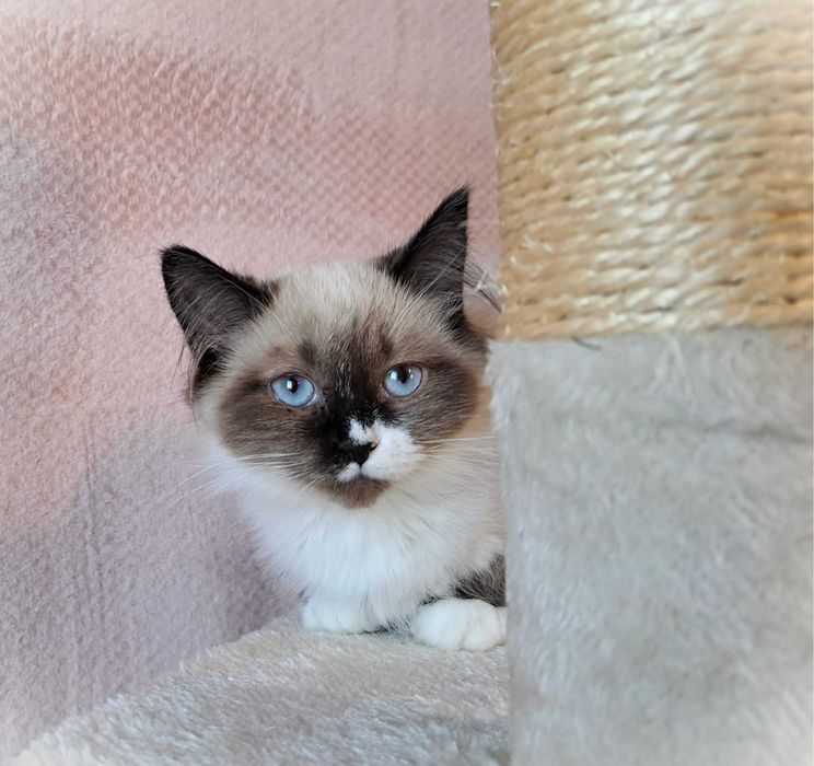 Kocurek Neva Masquerade – żółta obróżka, Nacho