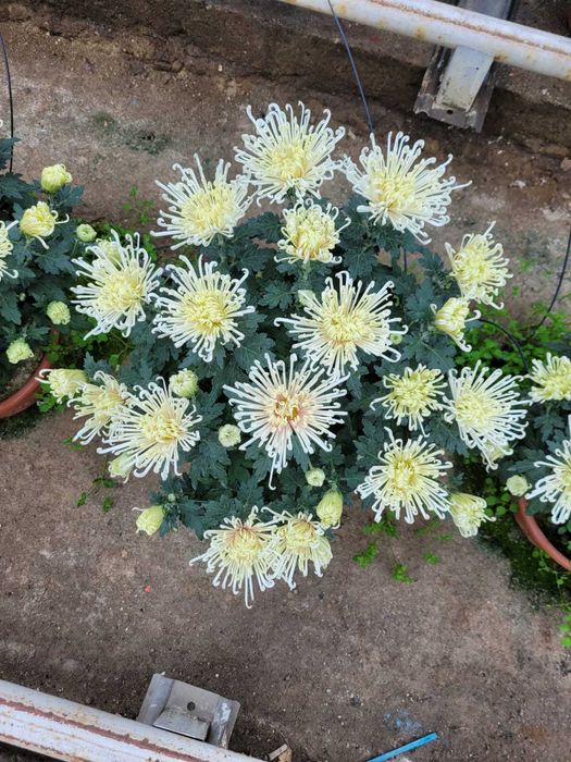 Chryzantemy, chryzantema drobna, wielkokwiatowa