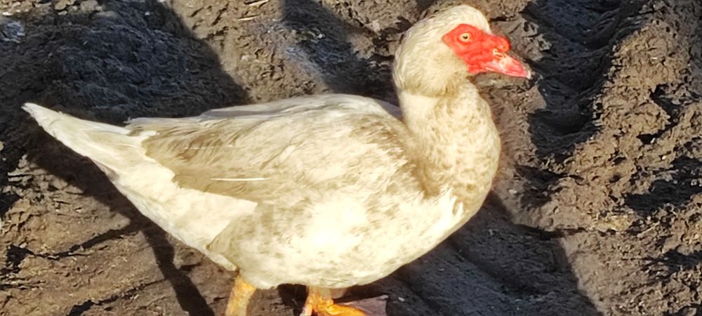 Kaczki,Kaczor francuski z wolnego wybiegu