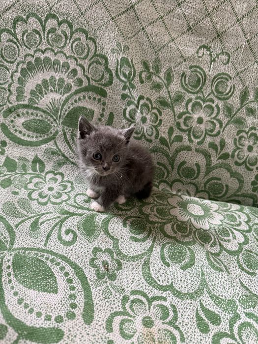 Полукровные котята + обычные