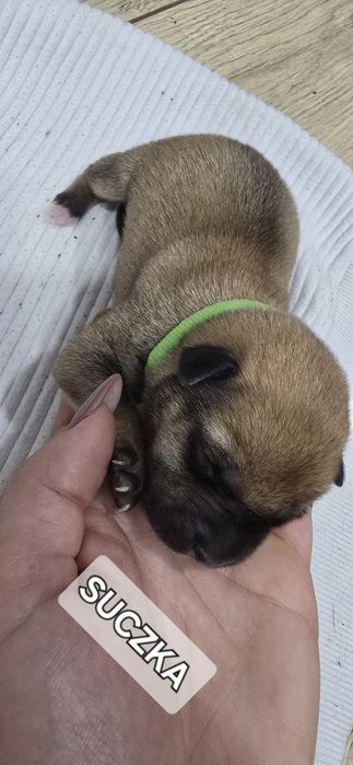 Oddam W Dobre Ręce [ mama amstaff ]