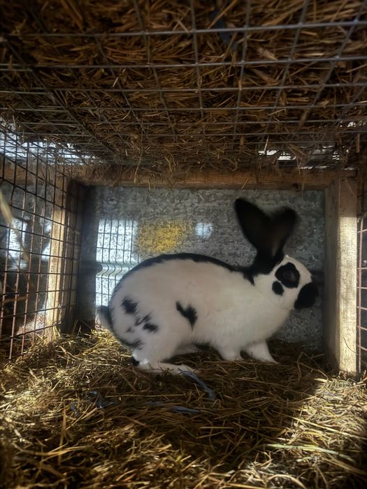 Królik srokacz olbrzymi