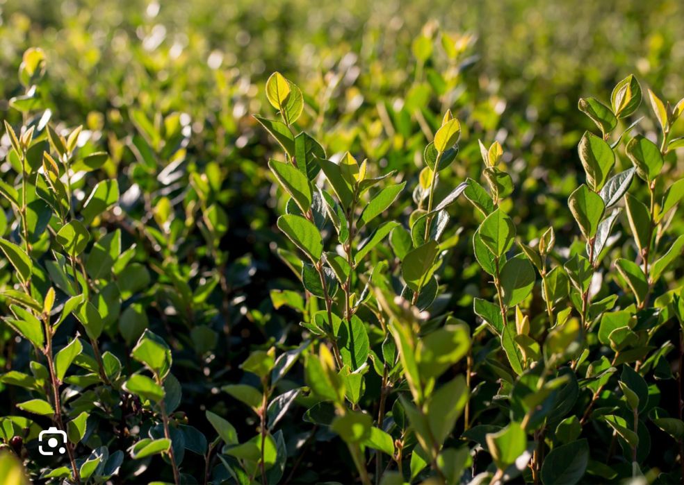 IRGA błyszcząca LUCIDA żywopłot sadzonki