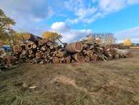 Drewno opałowe Topola cięta po 2,55 m (50-60 mp)