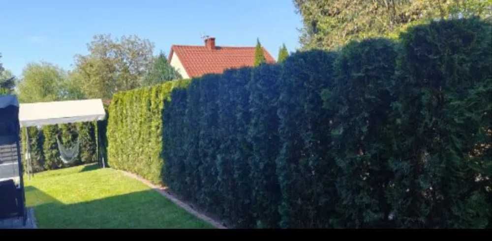 Kompleksowe usługi ogrodnicze- pielęgnacja ogrodu i porządki w garażu