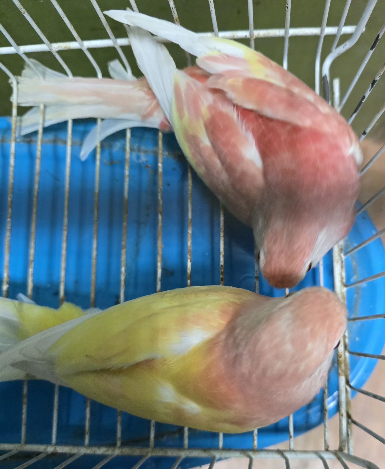 Brukes cor rosa mutações