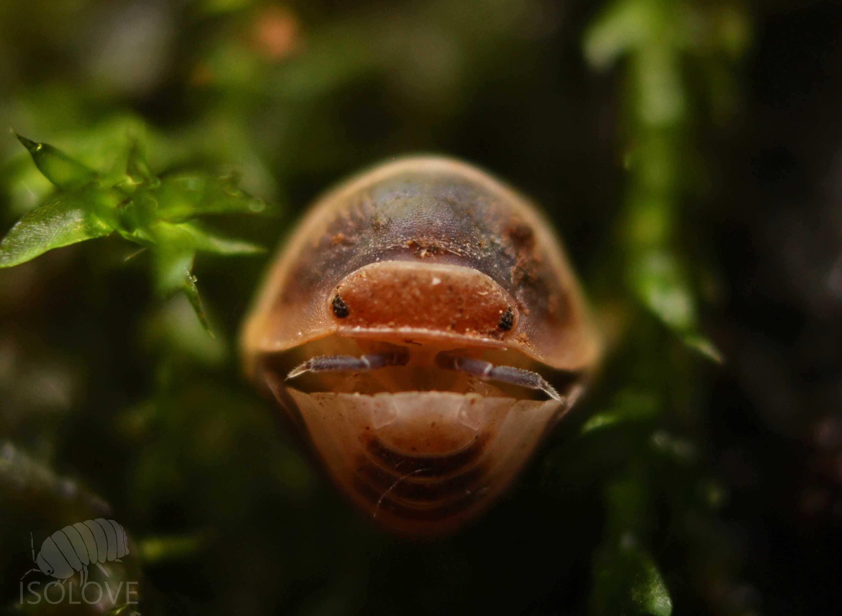 Cubaris sp. "white shark", równonogi, isopoda, kulanki