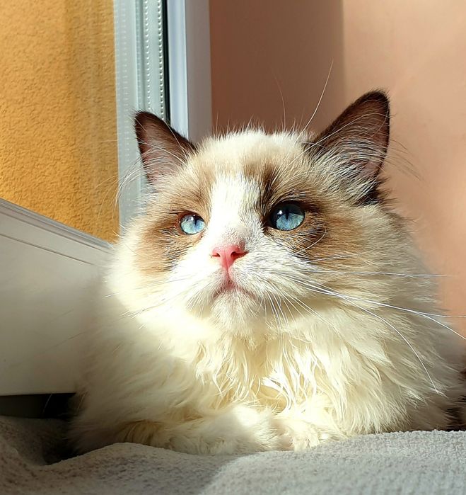 Słodka kotka Ragdoll FPL