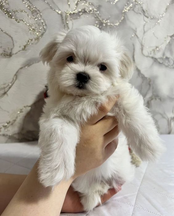 Maltańczyk Koreański 9 tyg