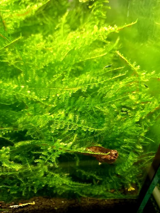 Mech akwariowy bez glonów.