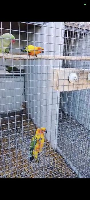 Casal Aratingas sol 2025 não consanguíneos