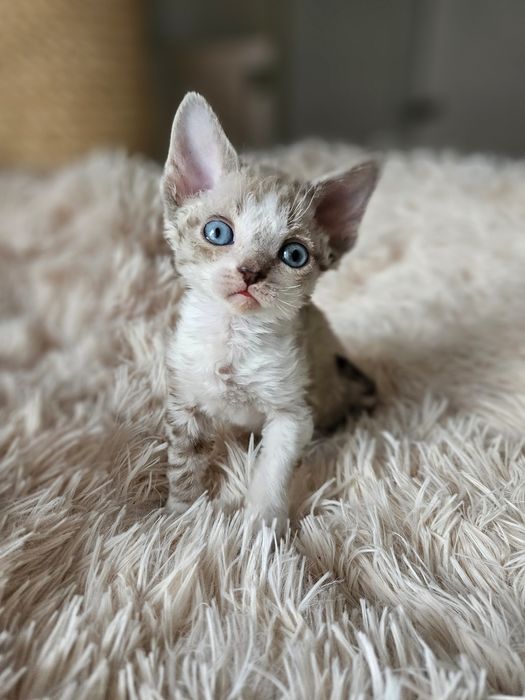 Kotka Devon Rex czarny point