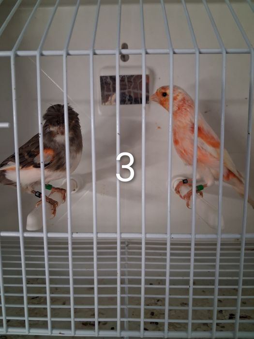 Canários Arlequim Português