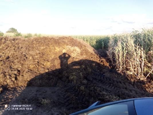 Obornik bydlęcy duża ilość