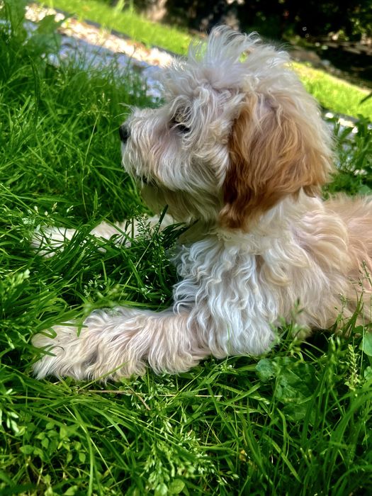 Maltipoo F1 Suczka