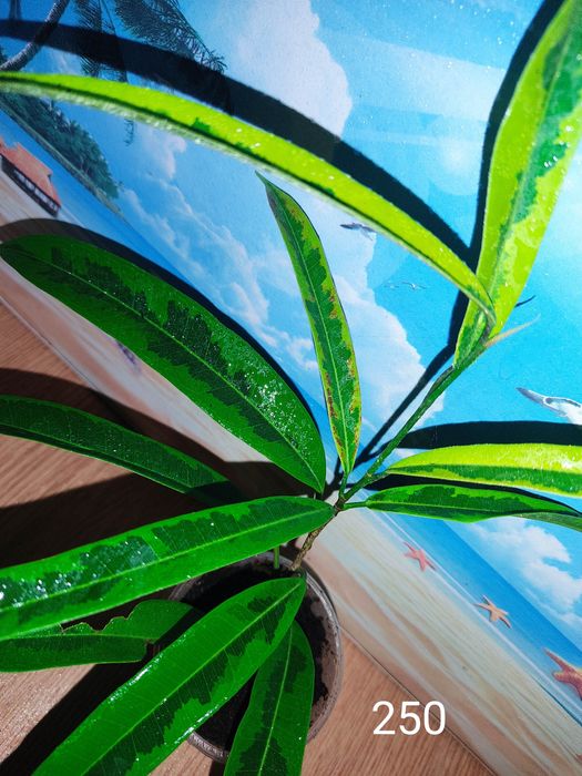 Генура варієгатна, есхінантус, цисус, маранта