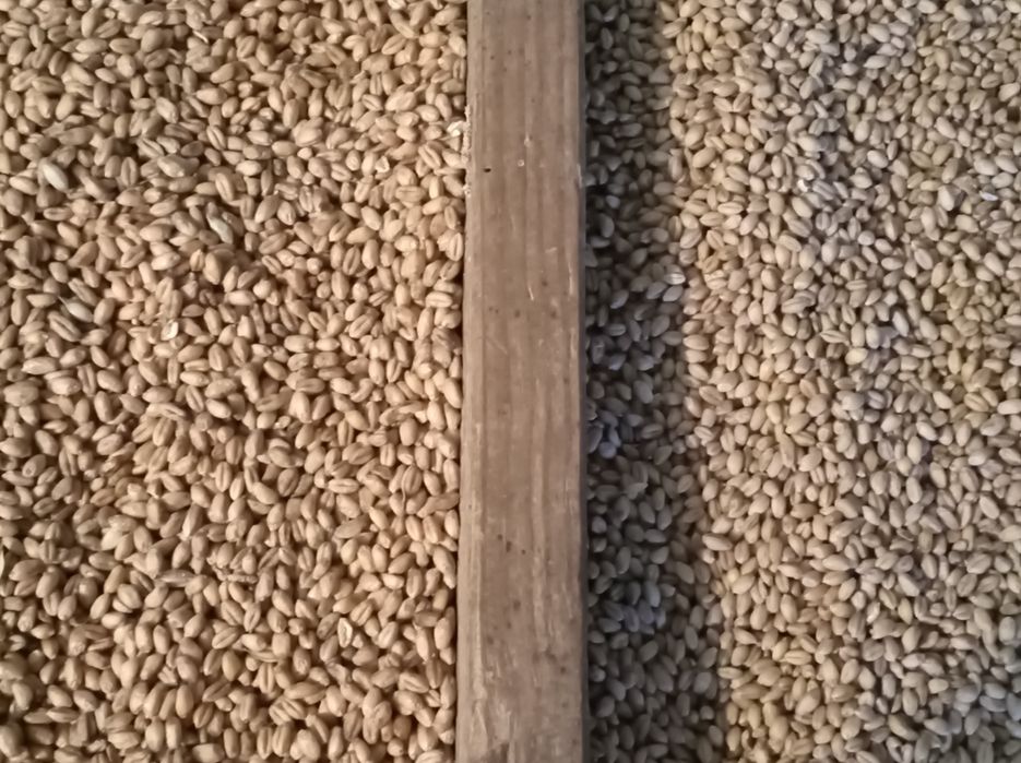 Pszenica czyszczona Petras, Wilejka, Mewa