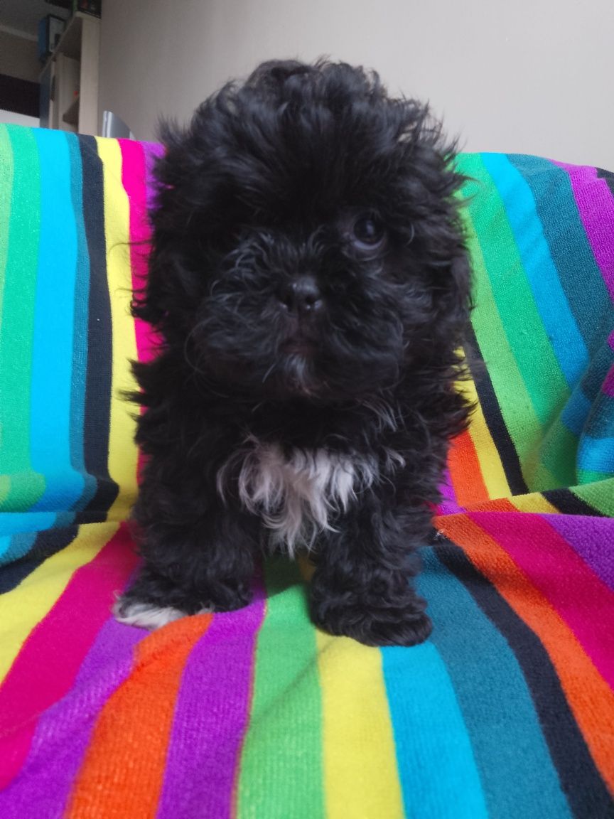 Piesek Shihpoo Shihtzu Pudel Toy