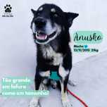 Anusko, O amoroso