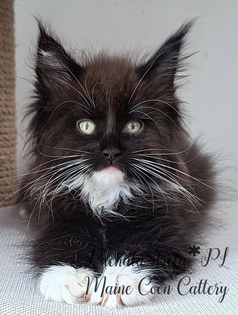 Maine coon rodowód Fife Fpl