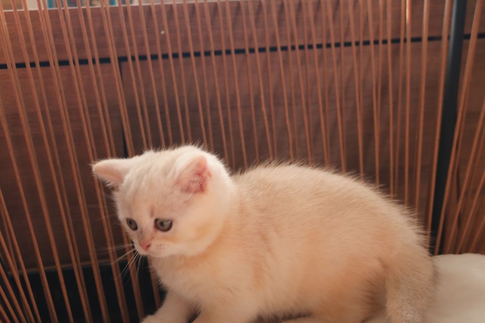 Uma gatinha scottish straight  golden