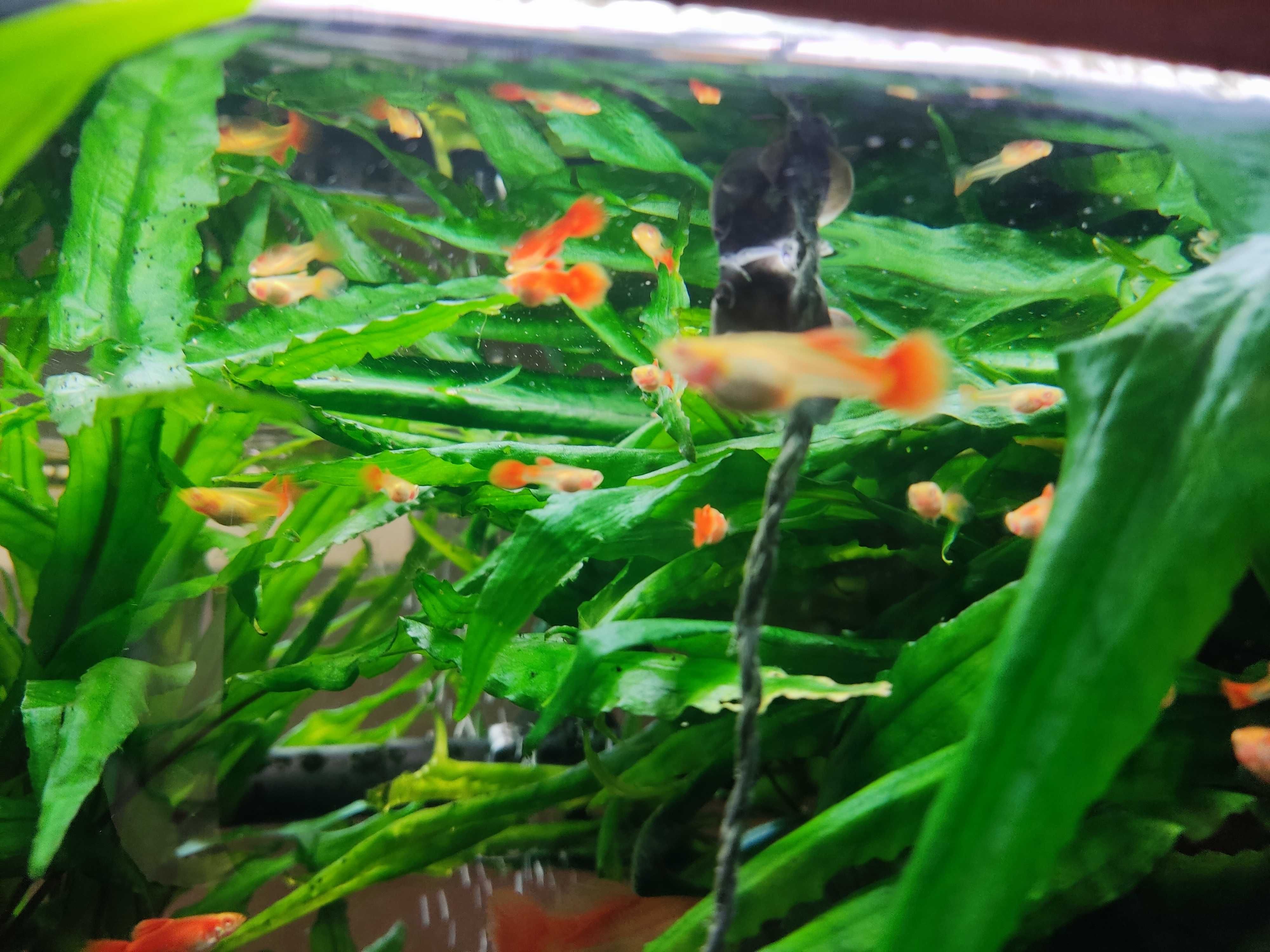 Gupik Full Red Albino