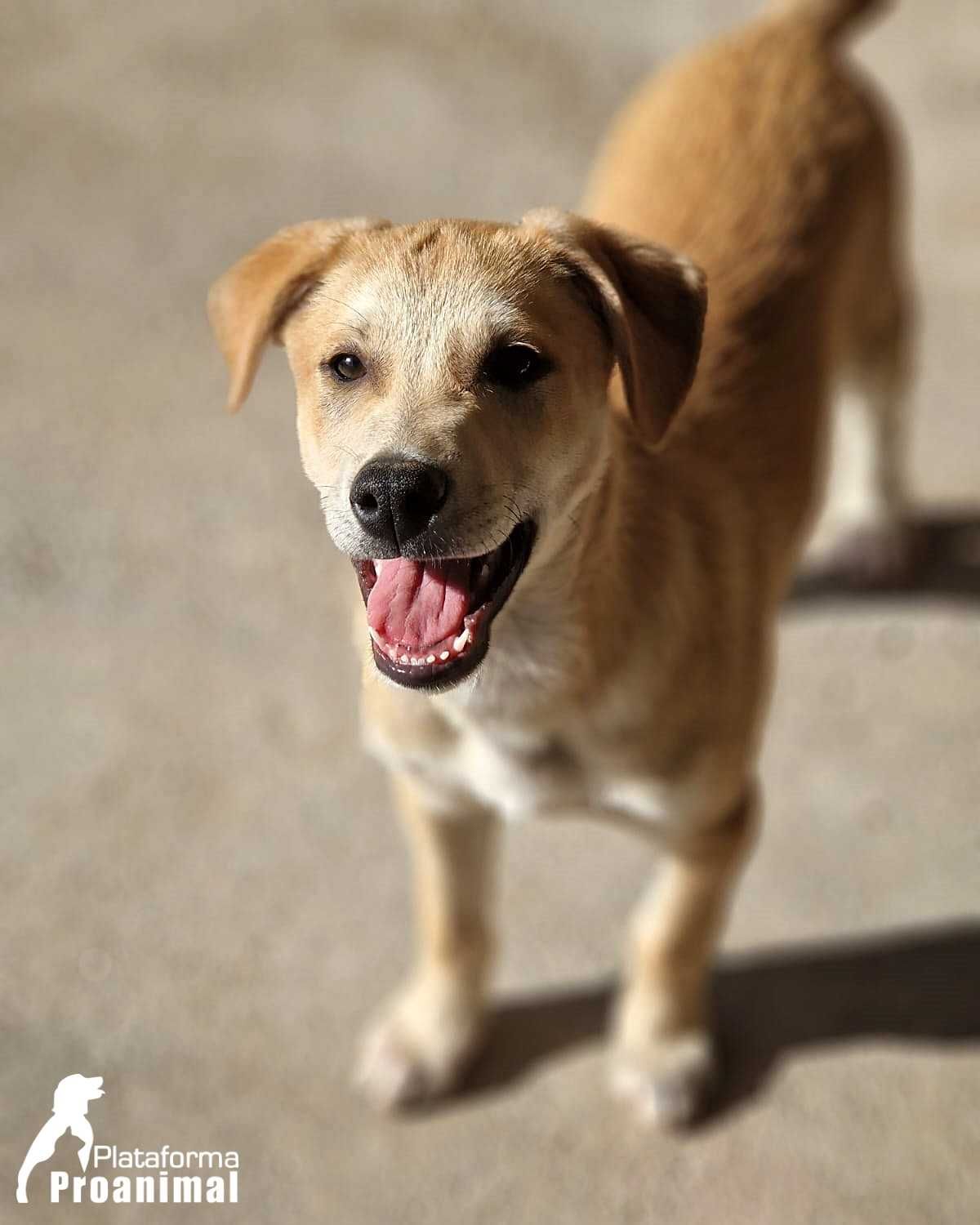 MANCHINHAS - Cãozinho muito jovem para Adoção!