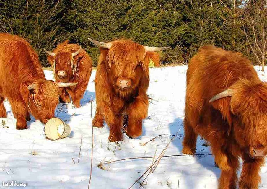 Szkockie Krowy Wysokogórskie (Highland Cattle)