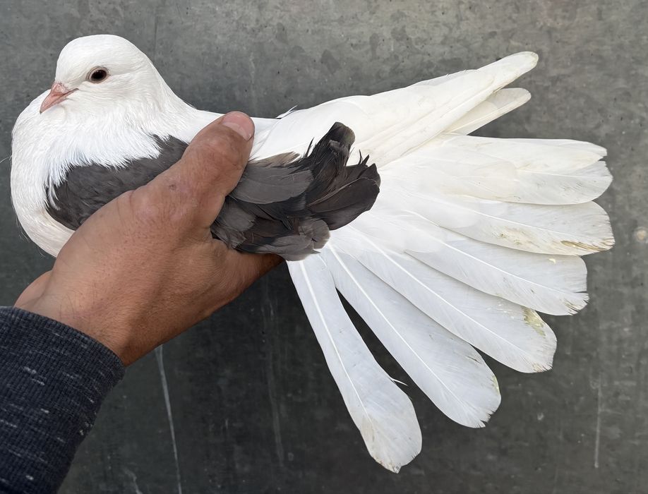 Sprzedam orliki szariki