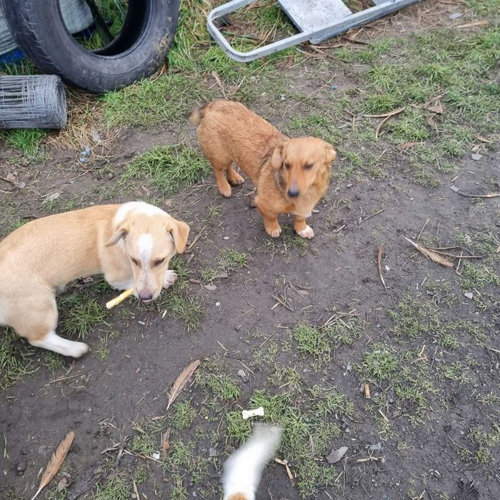 oddam pieski kundelki