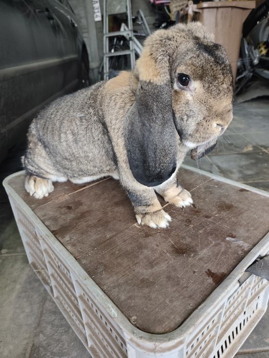 Samica Baran Francuski Szary.