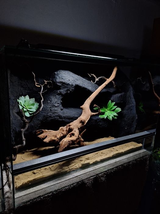 Terrarium z gekonem lamparcim gekon agama wąż
