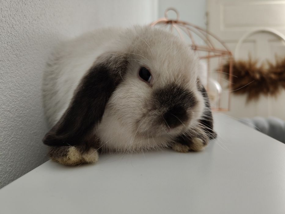 Mini Lop królik gotowe do odbioru