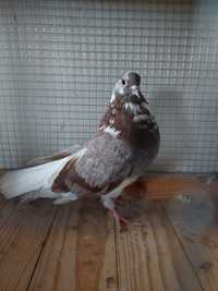 Szaryki orliki gołębie wysokolotne